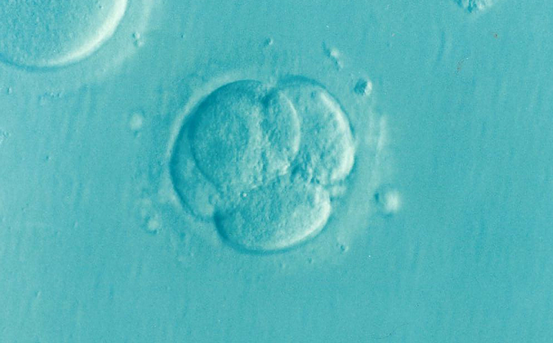 Nabídka zaměstnání – embryolog