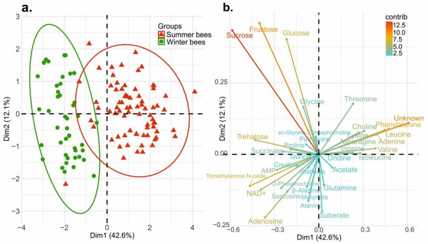 1H NMR Profiling of Honey Bee Bodies Revealed Metabolic Differences between Summer and Winter Bees
