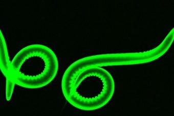 Fotka z OFIŽ zabodovala