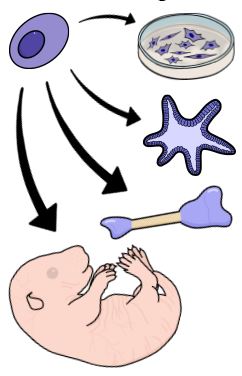 Co nabízí Vývojová biologie?
