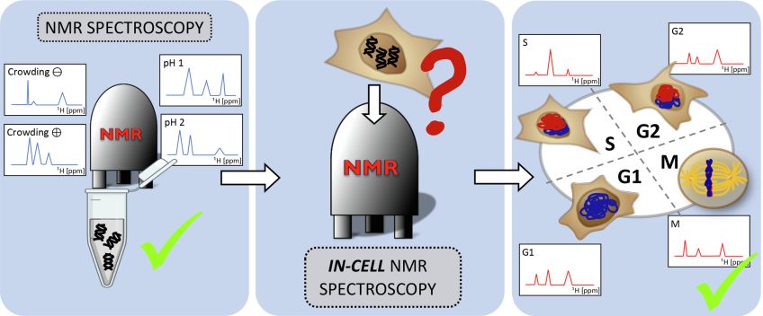 In-cell NMR spectroscopy of nucleic acids: Basic concepts, practical aspects, and applications