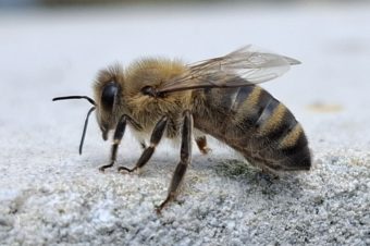 Odběry včelích dělnic a trubců