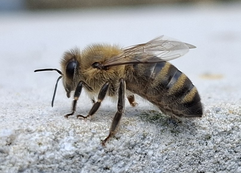 Odběry včelích dělnic a trubců